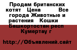 Продам британских котят › Цена ­ 500 - Все города Животные и растения » Кошки   . Башкортостан респ.,Кумертау г.